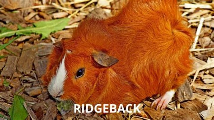 Are Ridgeback guinea pigs rare?