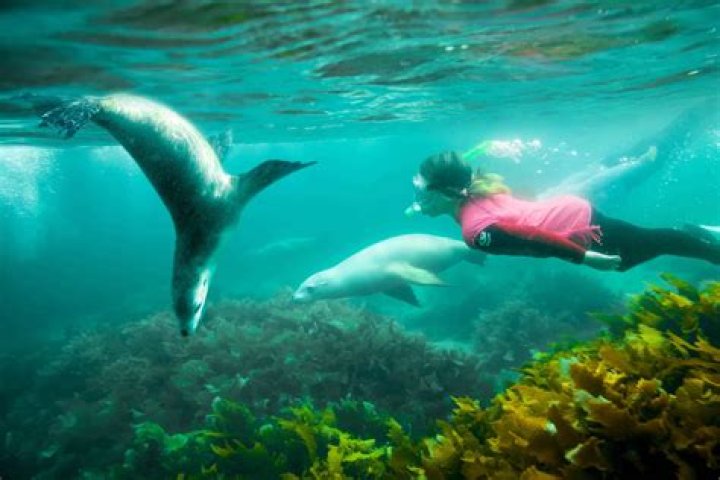 Can I swim with sea lions?