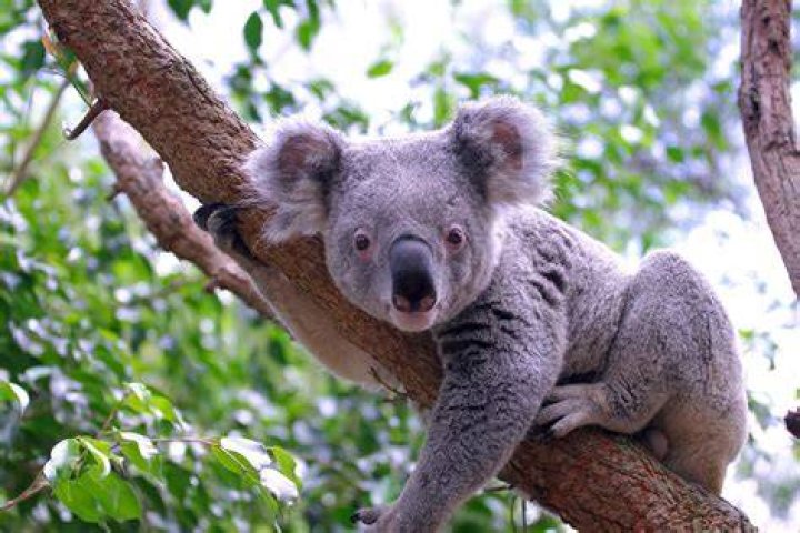 Can Koalas live in Arizona?