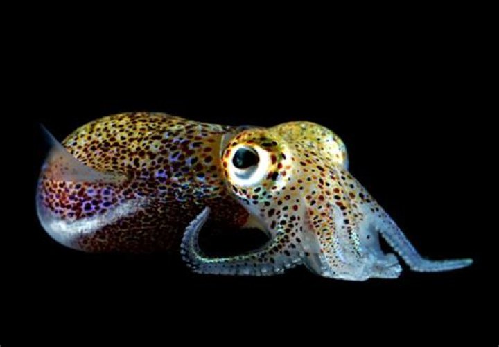 How does quorum sensing function in the Hawaiian bobtail squid?