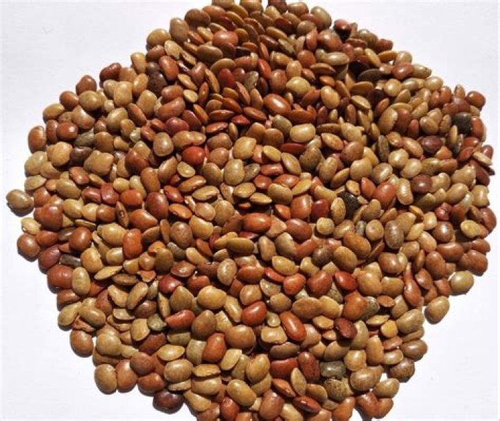 Is horse gram is high protein?