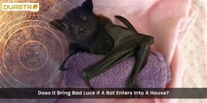 Is it bad luck for a bat to fly in your house?