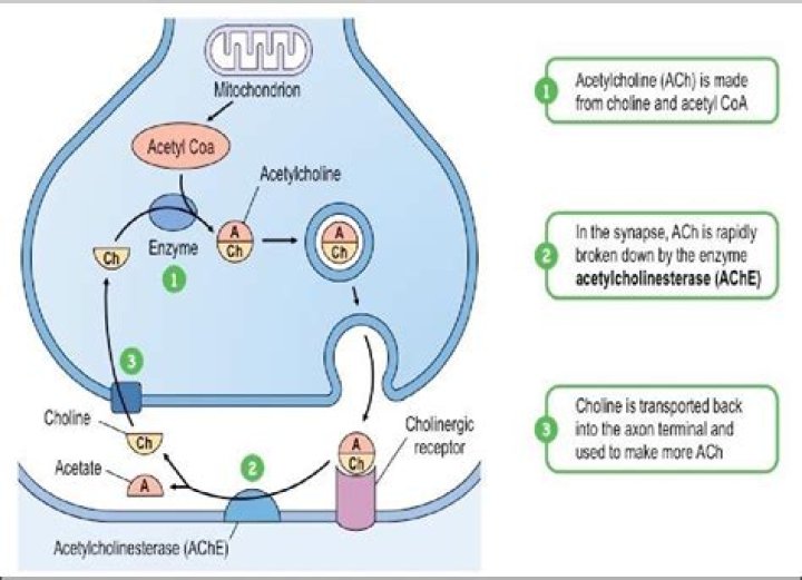 What does acetylcholinesterase inhibitor do?