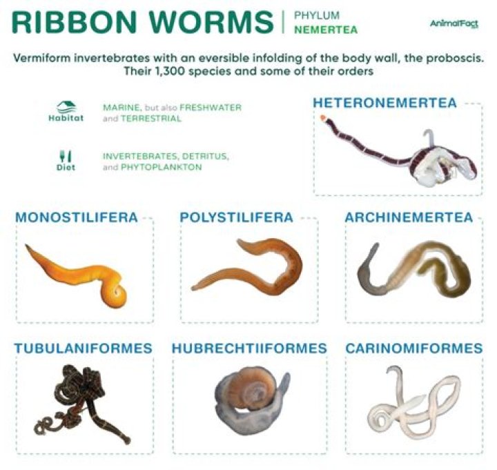What does ribbon worm look like?