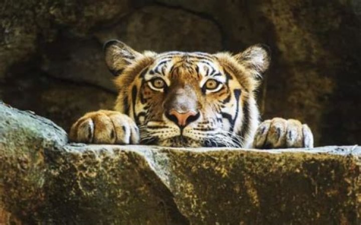 What does Tiger say about documentary?