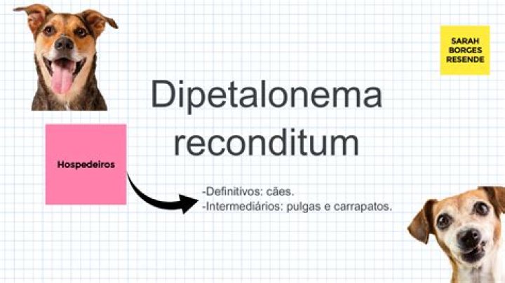 What is dipetalonema reconditum?