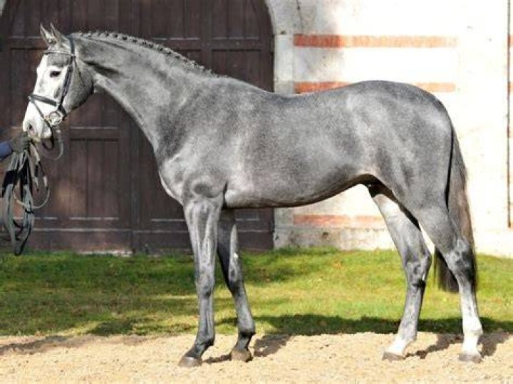 What is the Holsteiner horse known for?
