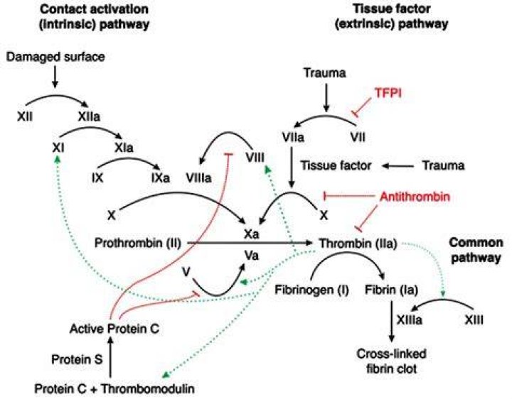 What is the prothrombin gene?