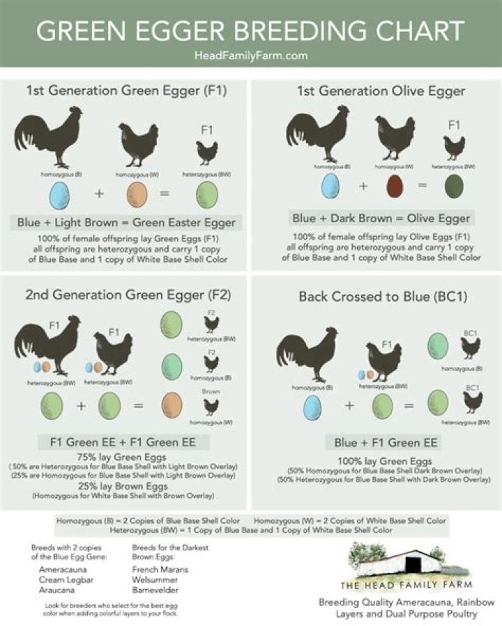 What kind of chickens lay green eggs?