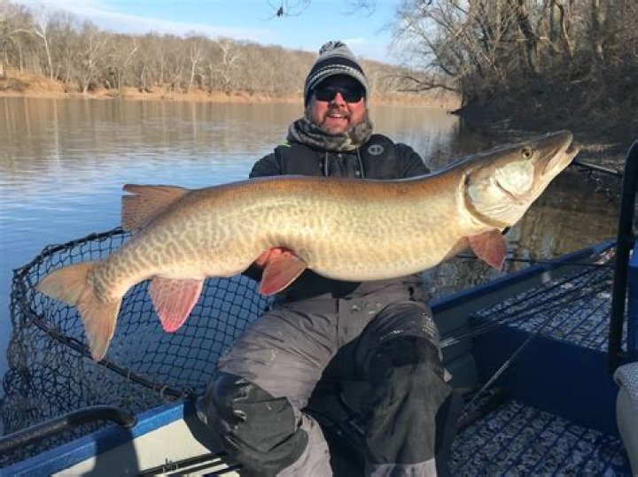 What kind of fish are in the Peconic River?