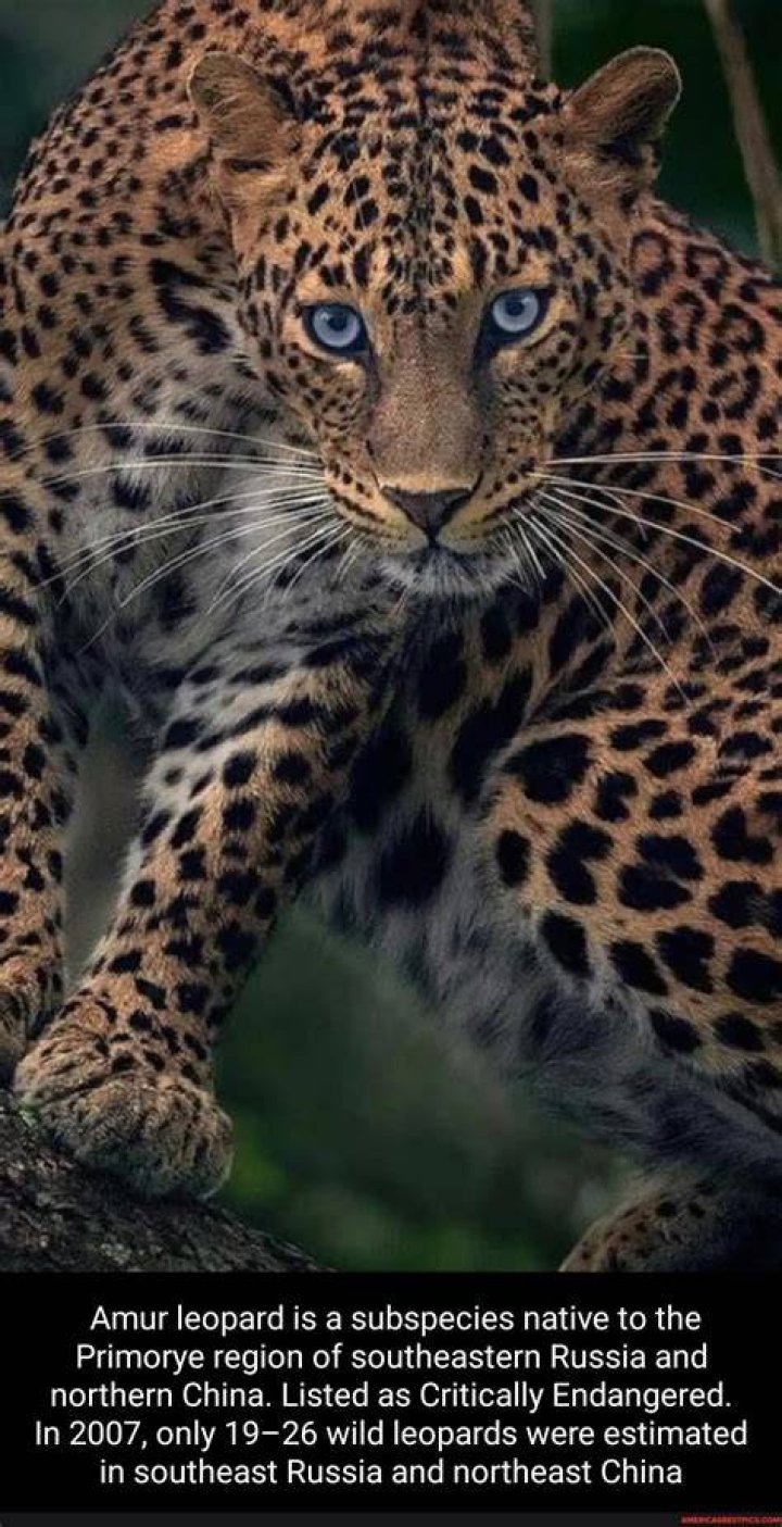 When was the Amur leopard listed as endangered?