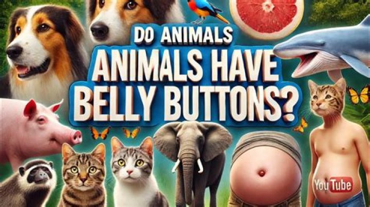Which mammals do not have belly buttons?