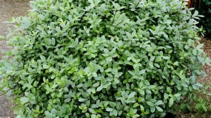 Why is my pittosporum dropping leaves?